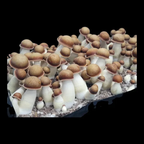 Manna From Heaven Penis envy with golden brown caps.