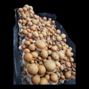 Manna From Heaven Penis Envy Psilocybe cubensis with thick stems and golden-brown caps.