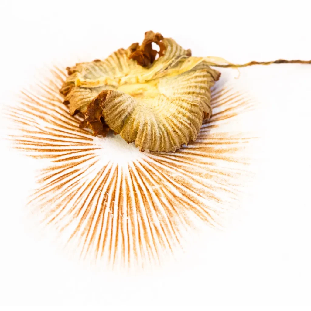 Microscopy spores being left as a mushroom leaves a spore print.