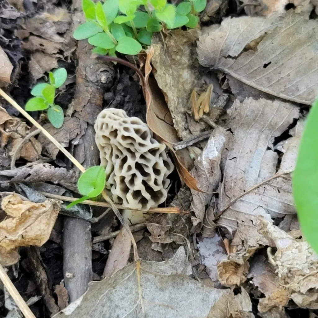 Morels found while foraging. These morels are grey to tan in color.