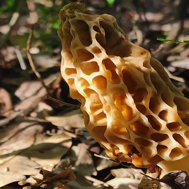 A tan morel mushroom hiding in some leaf litter. How Morel mushrooms hide from view.