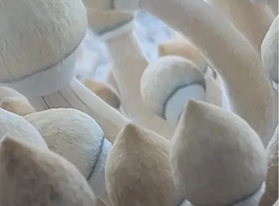 Mushroom Digest Vol: 1 July 2024