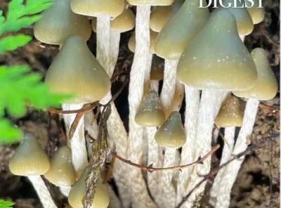 Mushroom Digest