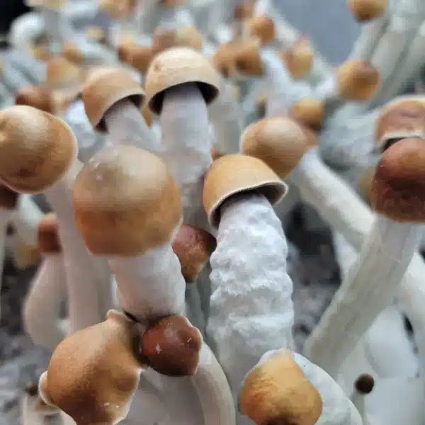 Close-up of MVP mushroom showing rippled golden cap and solid white stem.