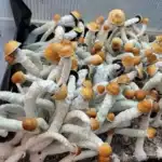 MVP Isolated Spore Syringe