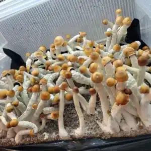 MVP strain fruiting with rippled beige caps and robust white stems, ideal for microscopy.
