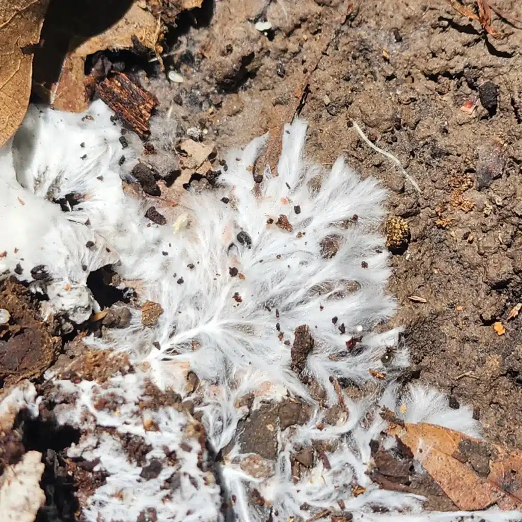 Close-up of mycorrhizal mycelium in soil, showing fine white fungal filaments forming symbiotic connections with plant roots.