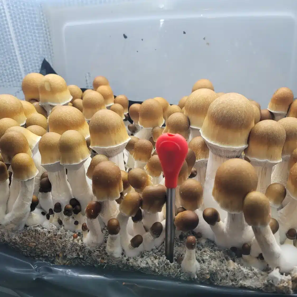 Side view of ODPE mushrooms displaying robust white stems and caps with golden to yellow gradient.