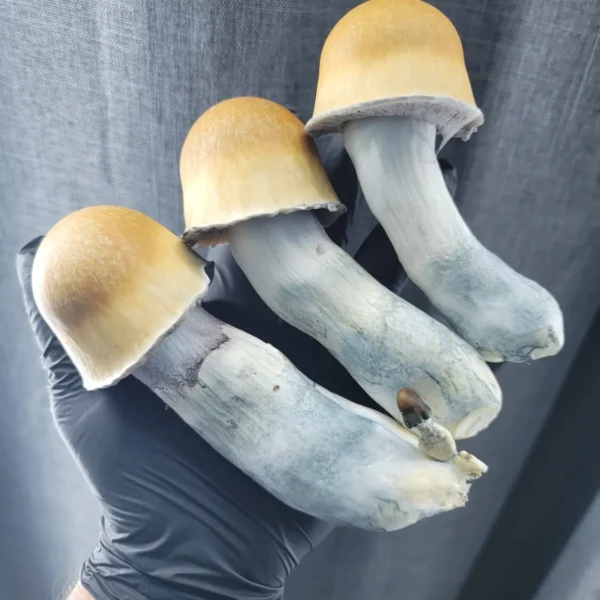 Close-up of ODPE mushrooms on substrate, showing deep brown to yellowish caps with purple spores present.