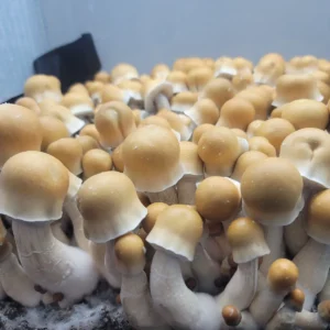 ODPE mushrooms in mid-flush with vibrant golden caps, contrasting white stems, and purple spores visible for microscopy.