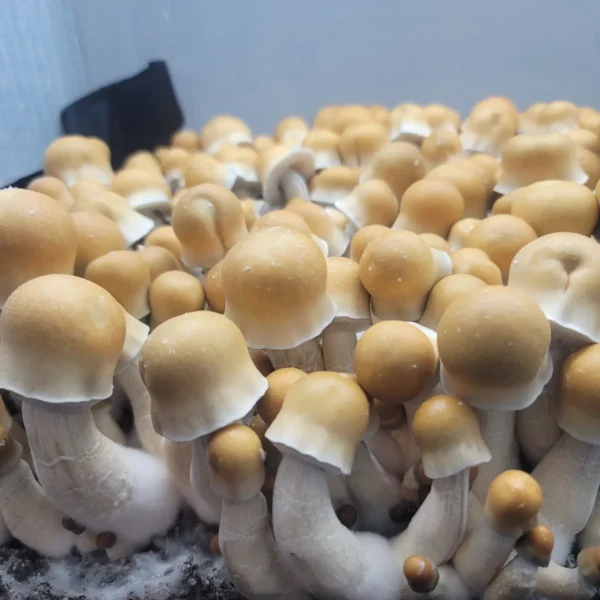 ODPE mushrooms in mid-flush with vibrant golden caps, contrasting white stems, and purple spores visible for microscopy.