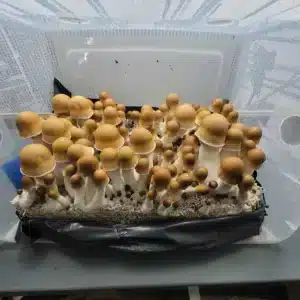 ODPE 8 ODPE mushrooms forming a tight cluster on a cake, caps varying from golden to brown, stems white and thick.