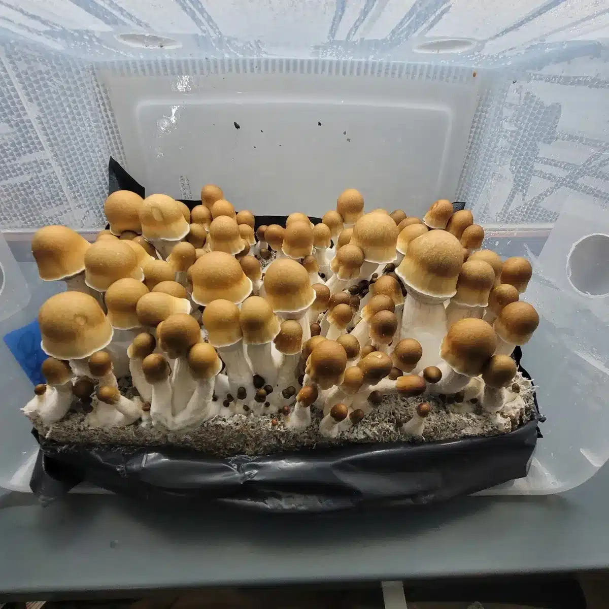 ODPE mushrooms forming a tight cluster on a cake, caps varying from golden to brown, stems white and thick.