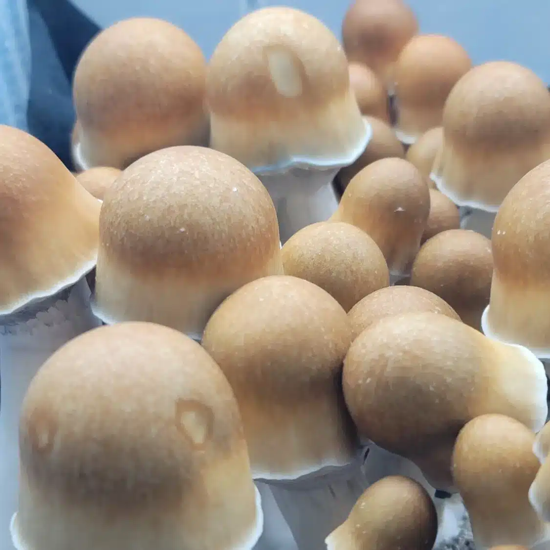 Top-down view of ODPE mushrooms highlighting brown and golden caps with purple spores that do not drop.