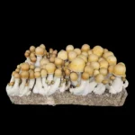 Old Dirty Penis Envy Isolated Spore Syringe