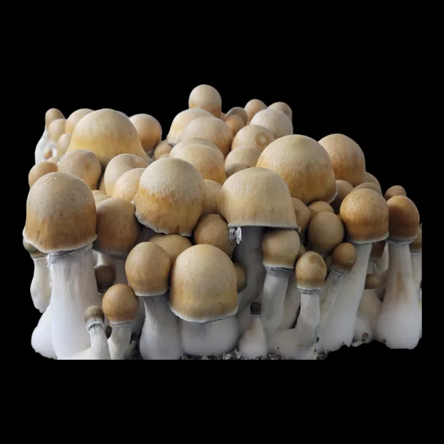 Cluster of Old Dirty Penis Envy mushrooms with rich brown caps transitioning to golden hues, white stems prominent.