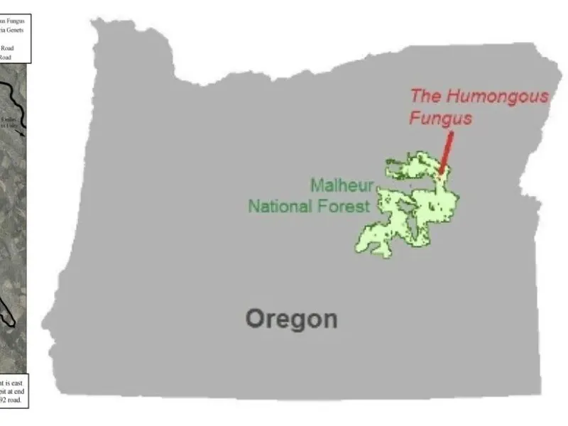 Map showing the location and scale of the world’s largest mycelium network in Oregon’s Blue Mountains, spanning nearly four square miles.