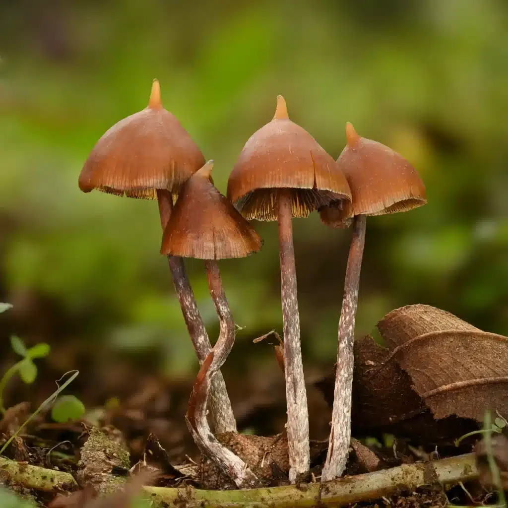 Psilocybe Hoogshagenii up close image of these mushrooms growing off the forest floor in central America.