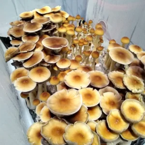 Orissa India Psilocybe cubensis mushrooms with large caps and medium to large gills, actively fruiting and releasing dark purple spores.