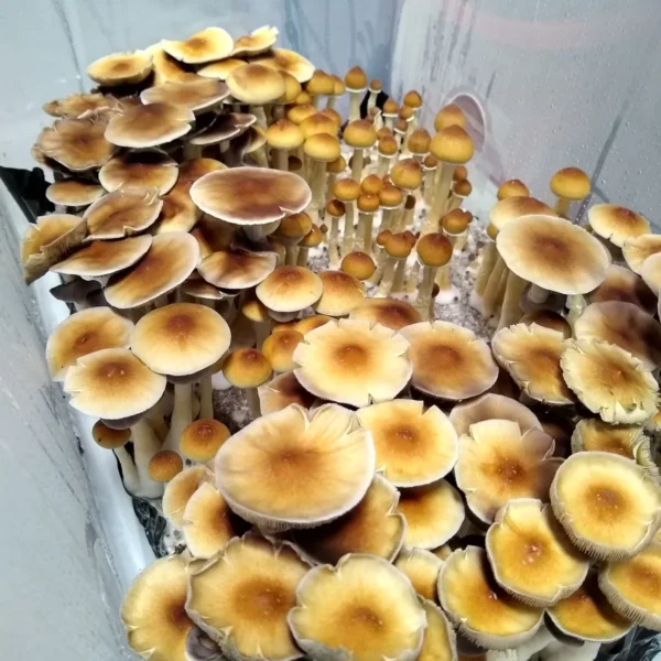 Orissa India Psilocybe cubensis mushrooms with large caps and medium to large gills, actively fruiting and releasing dark purple spores.