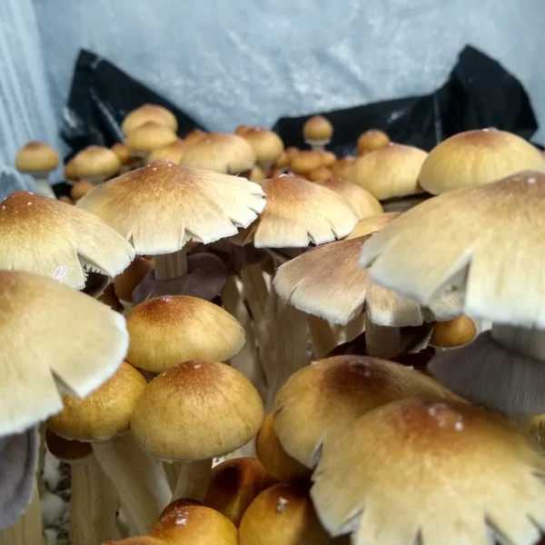 Wild Orissa India cubensis mushrooms in a grow container, medium to large gills, producing abundant purple spores.