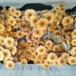 Orissa India Spore Print