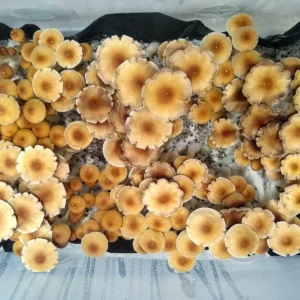 Orissa India Psilocybe cubensis mushrooms with wide caps and gill formations, fruiting and releasing dark purple spores for microscopy.