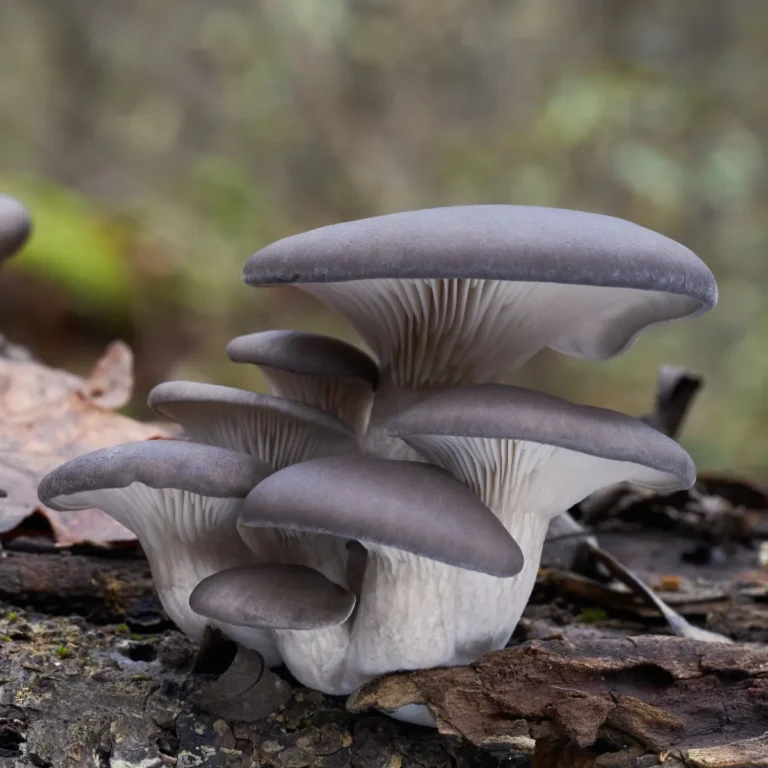 Blue Oyster hiding in the woods on a log. Cluster of oyster mushrooms with pale caps growing from soil, their mycelium spreading underground like roots, transforming dark soil into healthy earth with green plants sprouting around them, symbolizing bioremediation and soil healing.