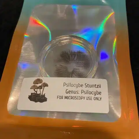 Psilocybe stuntzii spore print showing dark purple-brown spores characteristic of the species.