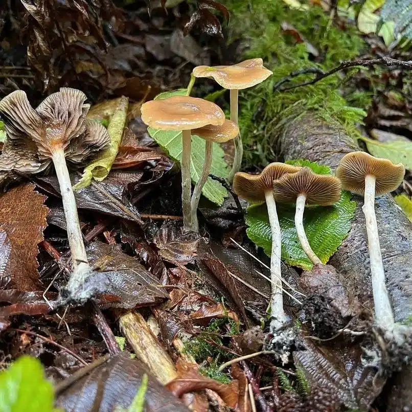 Close-up of Psilocybe cyanescens spore print showing dense elliptical spores in rich purple-brown tones.