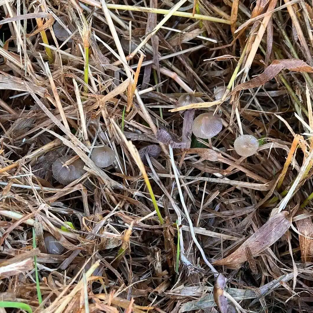 Psilocybe semilanceata spore print with dark reddish-purple coloration, iconic to the species.