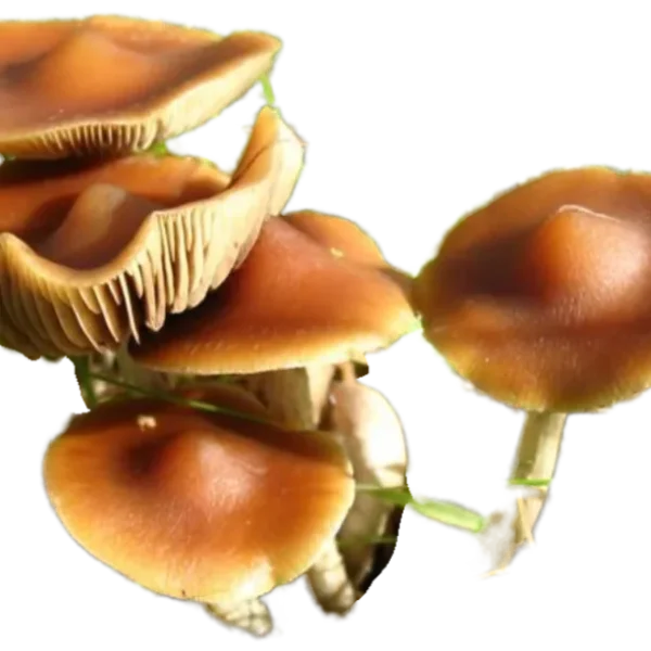 Psilocybe Subaeruginosa Wild Spore Print - Image 4