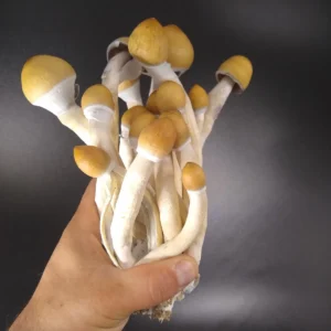 Pakalensis Psilocybe cubensis, tall blonde-capped mushrooms with slender stems from India.