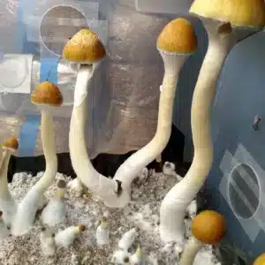 Pakalensis 2 Close-up of Pakalensis cubensis fruiting body, showing pale golden cap and elongated form.