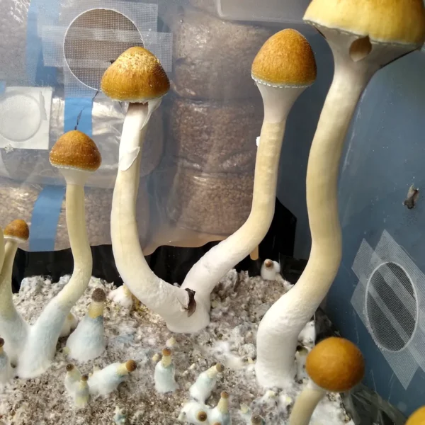 Close-up of Pakalensis cubensis fruiting body, showing pale golden cap and elongated form.