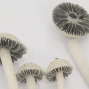 Panaeolus