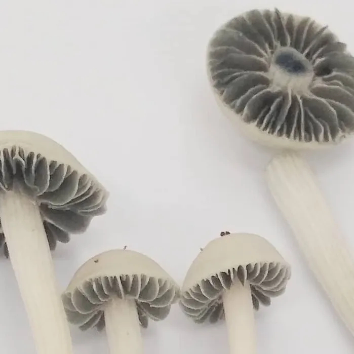 panaeolus Jamaica mushrooms with greenish gills and white cap and stem.