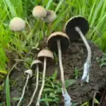 Panaeolus Cinctulus Spore Print