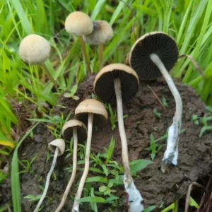 Panaeolus Cinctulus found on ground in the wild growing on dung in a field. These are smaller bulbous capped white msuhrooms.