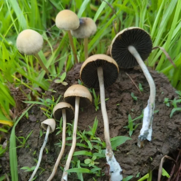 Panaeolus Cinctulus found on ground in the wild growing on dung in a field. These are smaller bulbous capped white msuhrooms.