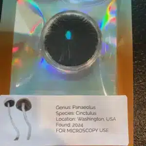 Panaeolus Cinctulus – Found in the wild on grassy pastures, often growing on dung, these mushrooms feature small, rounded white caps and compact stems, reflecting their natural, undisturbed growth patterns.