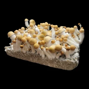Flush of OG Penis Envy mushrooms with thick white stems and dense, rounded brown caps, showcasing the classic strain’s unique formation.