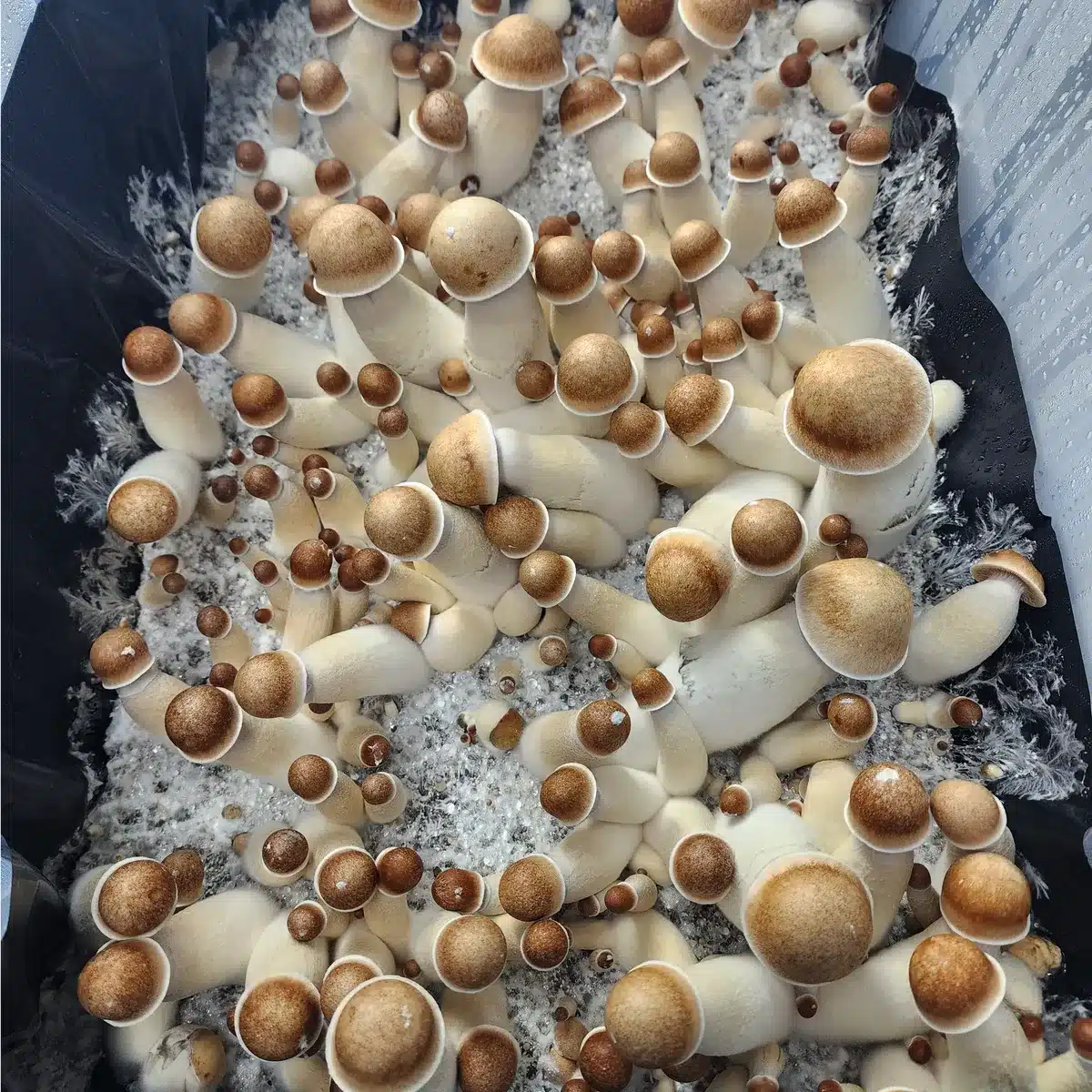 Penis Envy OG Isolated Spore Syringe - Image 3