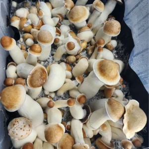 Penis envy OG with huge fruits flushing in a tub that are brown to white in shade of color.