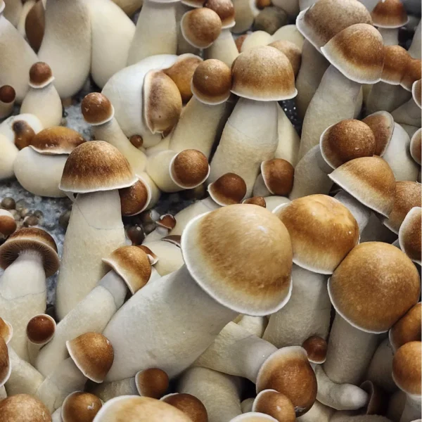 Penis Envy OG, the original genetic lines from the original founder.