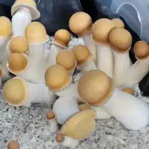 Golden Penis Envy mushrooms with very pronounced shaped caps that are shaped like a bowler cap style hat.