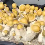 Penis Envy 22 Isolated Spore Syringe