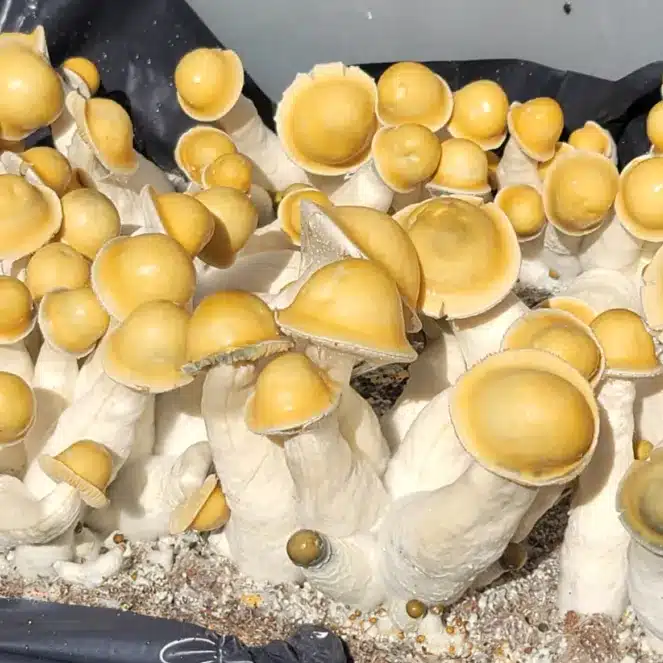 Bright yellow Penis Envy mushrooms with very pronounced shaped caps.