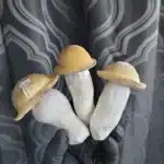 Penis Envy - Spore Swab