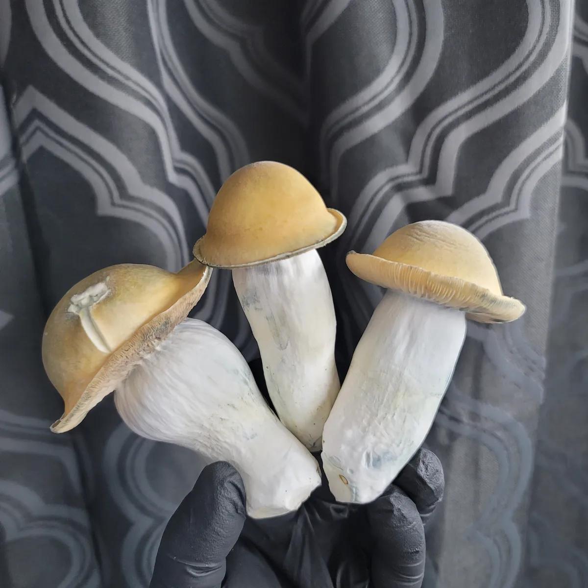 Three massive Penis envy mushrooms being held in a hand to show off their style